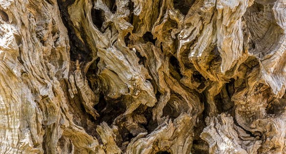 Photo of the texture of the bark on the 2,000 year old olive tree, Stara Maslina near to Stari Bar, Montenegro.