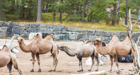 Photo of gorgeous view of camel group in outdoor wildlife natural park  Kolmarden Sweden.