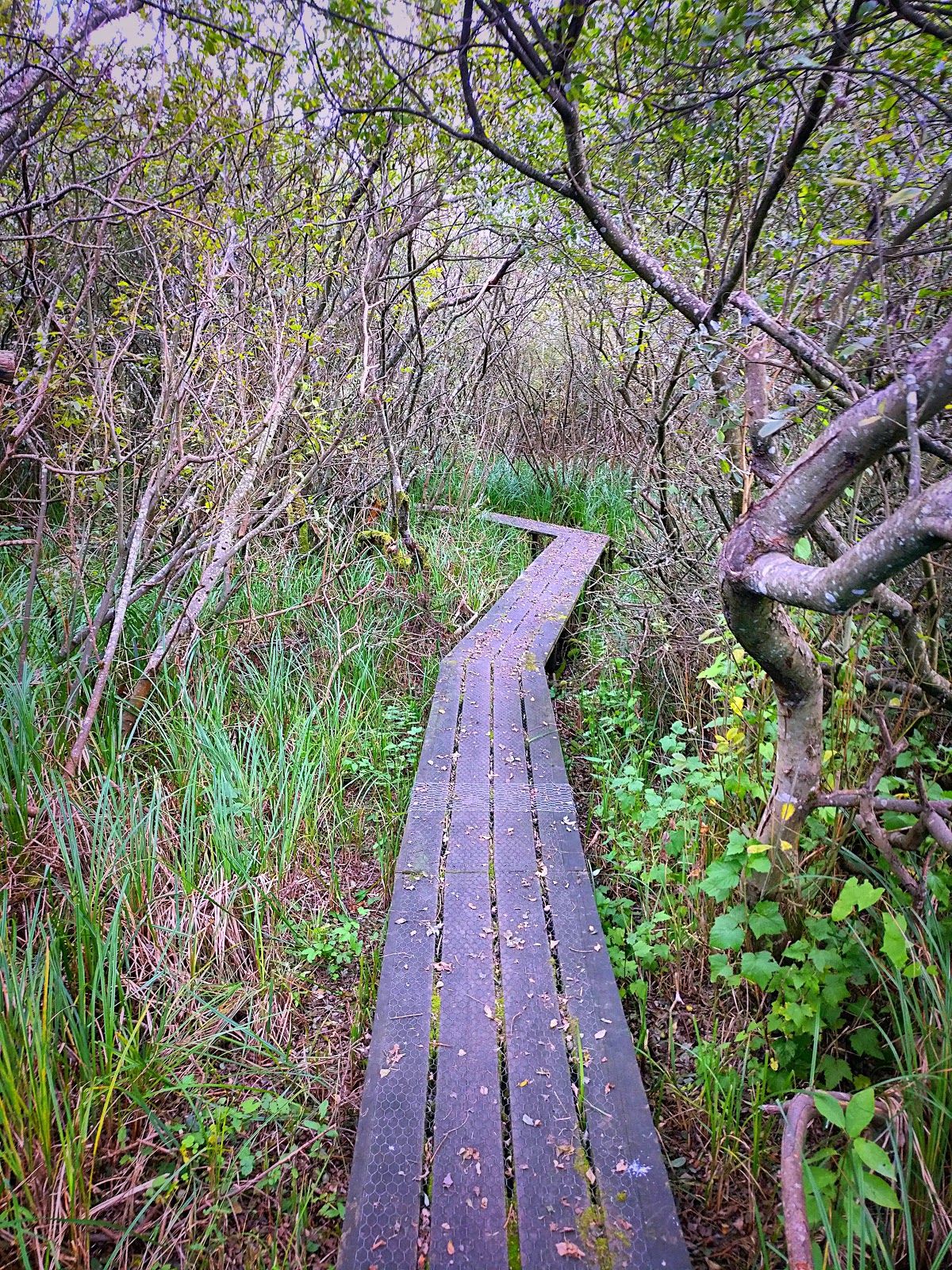 Ravnstrup Sø Fuglereservat, Naestved Municipality, Region Zealand, Denmark