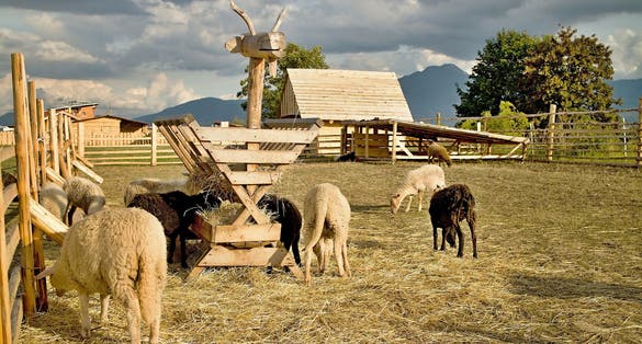  Fence with sheep in the ZOO Contact Liptovsky Mikulas