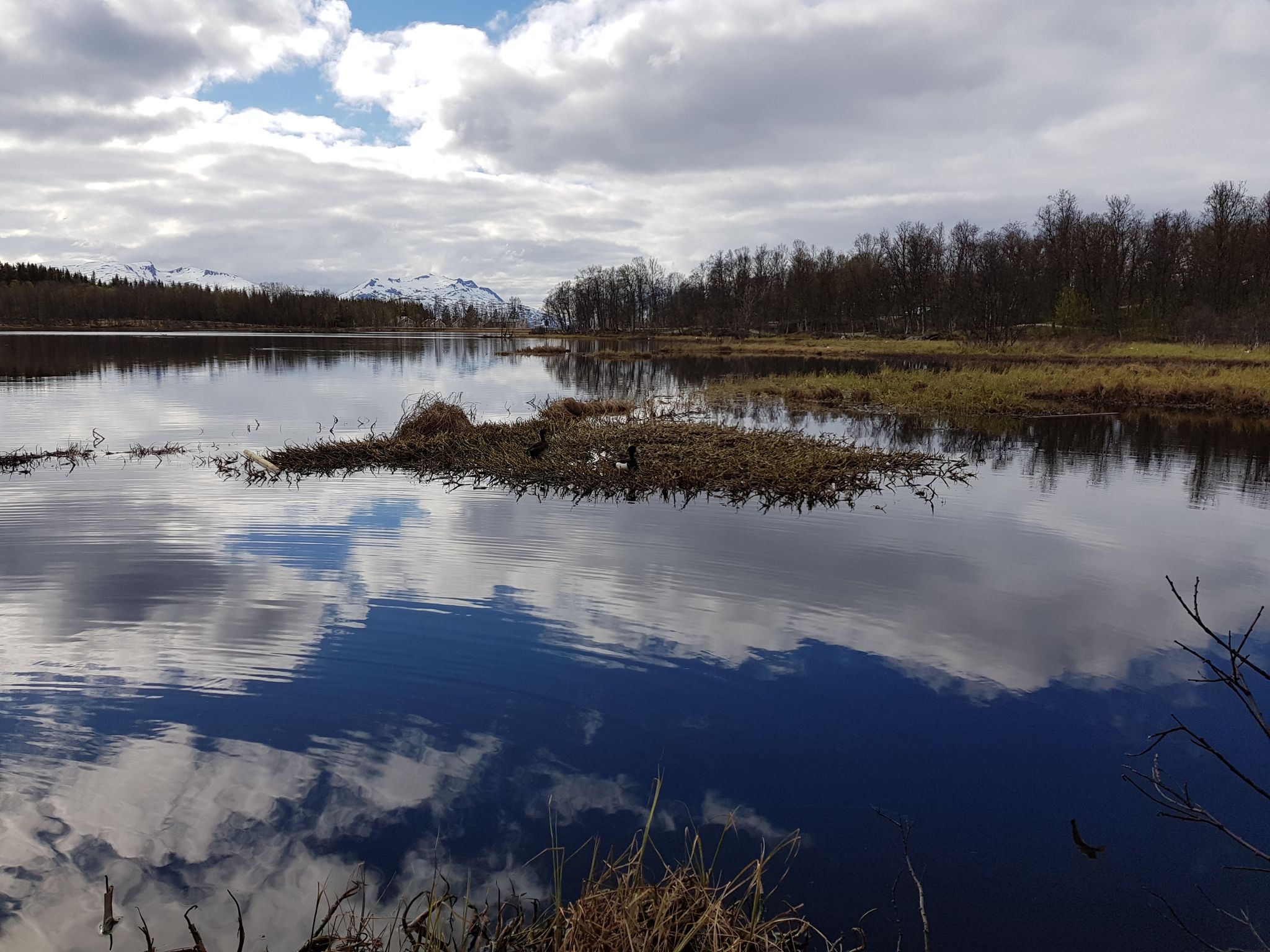 beautiful calm lake surface with small ripples as a duck swims looking for food, priestwater northern norway