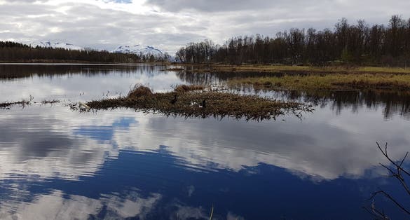 beautiful calm lake surface with small ripples as a duck swims looking for food, priestwater northern norway