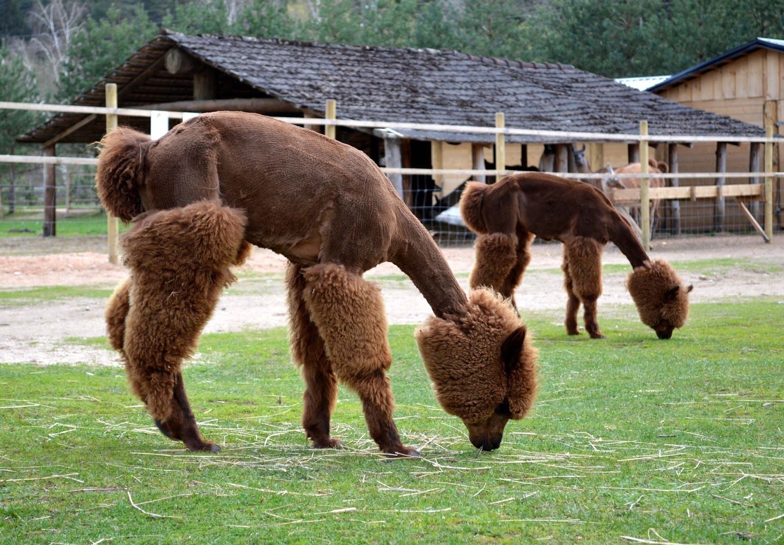 Rakši ZOO, Amatas novads, Vidzeme, Latvia