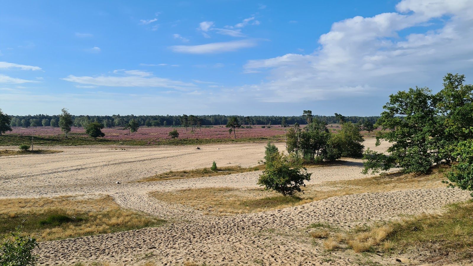 Loonse en Drunense Duinen, Drunen, Heusden, North Brabant, Netherlands