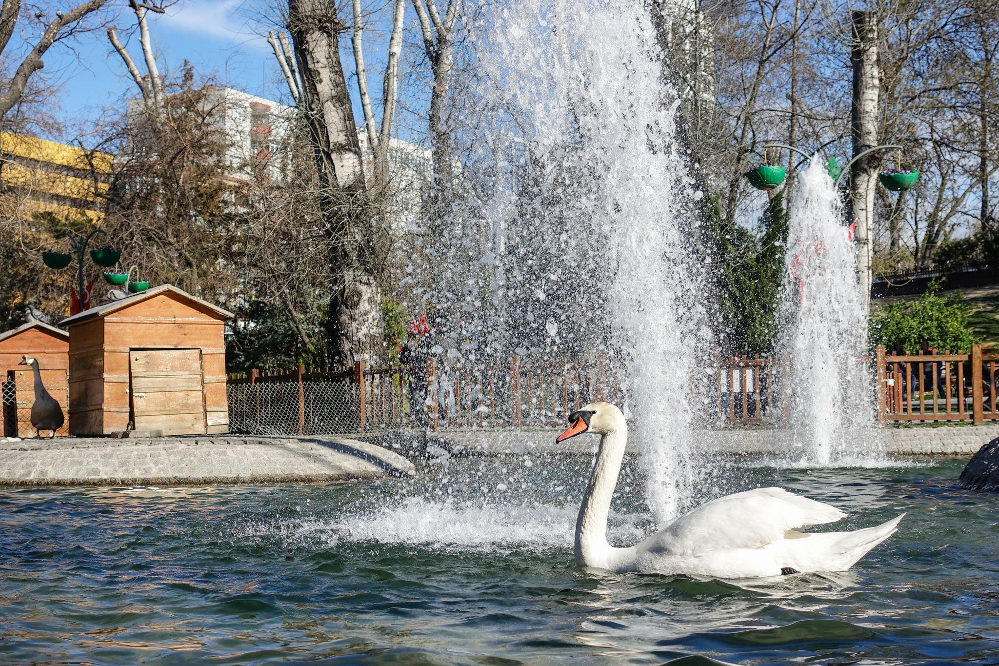 photo of white swan in Kugulu Park in Çankaya, Ankara, Turkey.