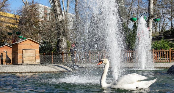 photo of white swan in Kugulu Park in Çankaya, Ankara, Turkey.
