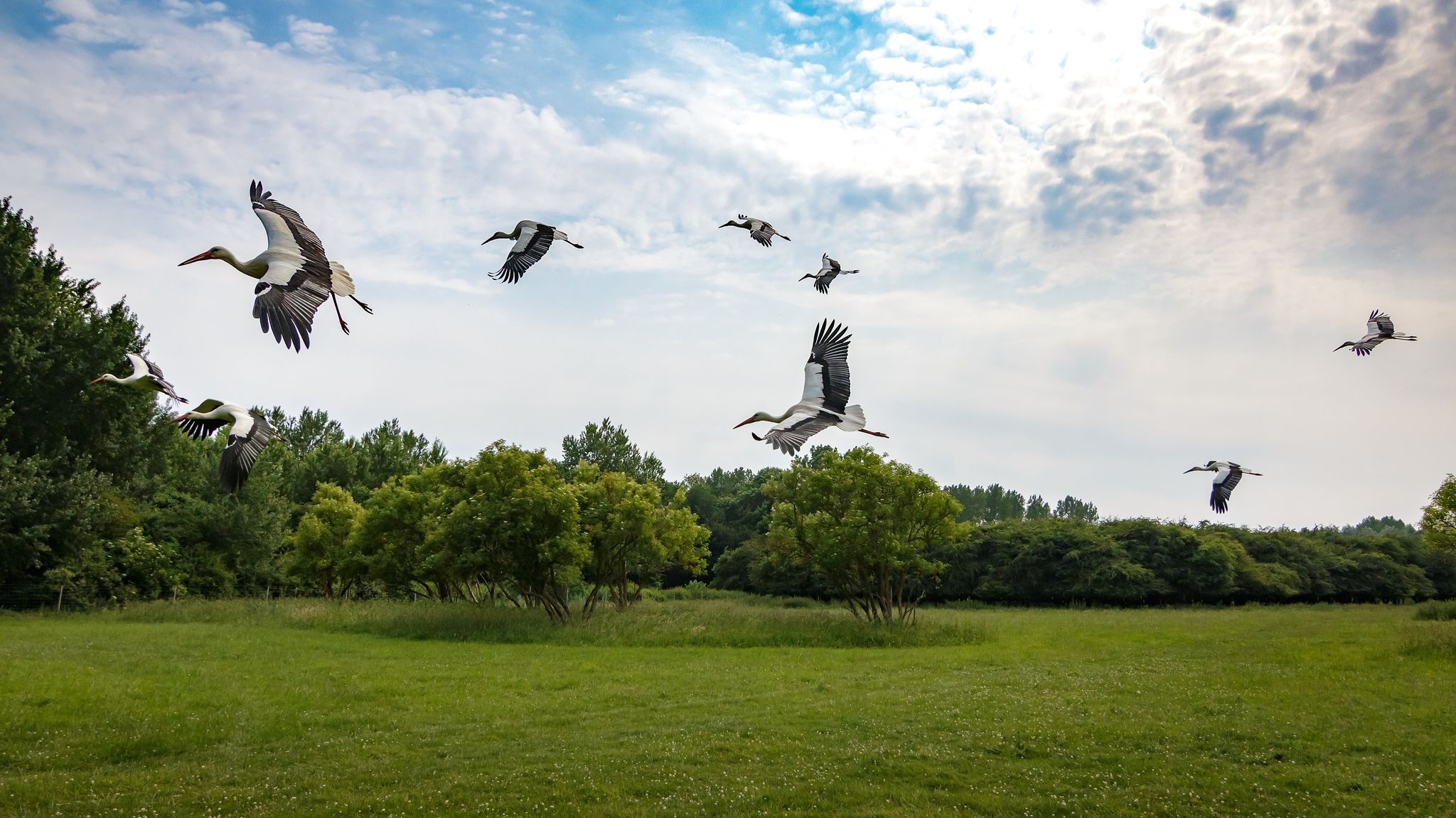 photo of storks at Naturepark Lelystad in Lelystad, the Netherlands.