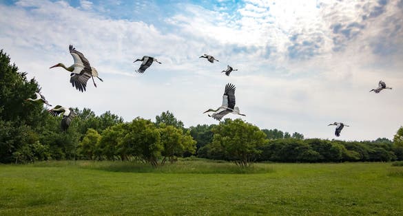 photo of storks at Naturepark Lelystad in Lelystad, the Netherlands.