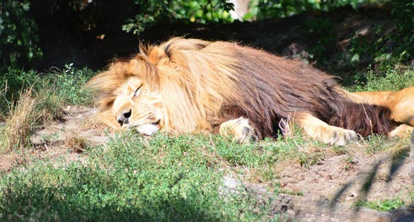Photo of Specimens of the animals that are at the Wroclaw zoo in Poland.