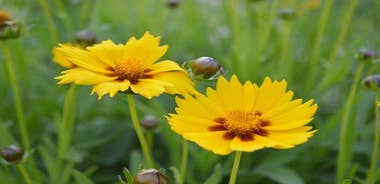 Sighisoara to Bucharest - Private Guided Transfer - Car and Driver