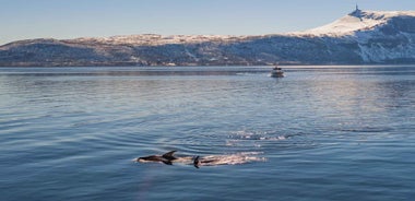 Alta: Altafjord Whale Watching in a Heated Boat