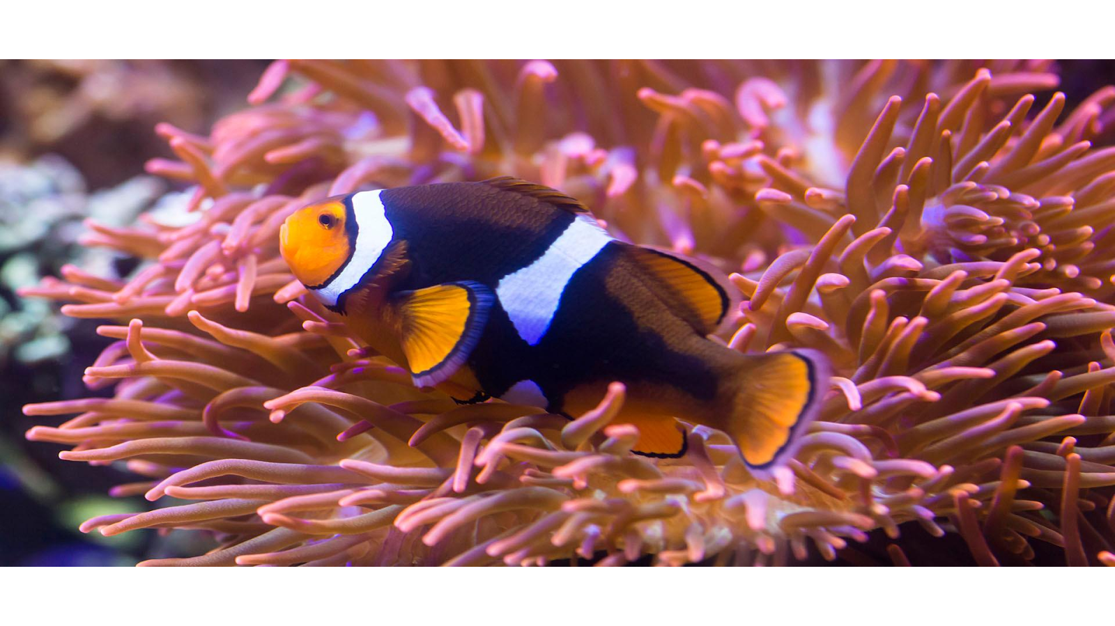 SEA LIFE Hannover, Herrenhausen, Hanover, Region Hannover, Lower Saxony, Germany