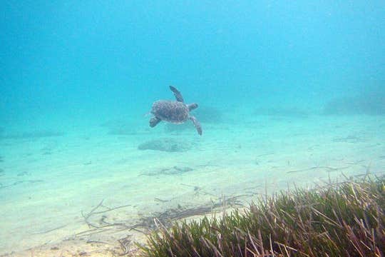 Explore Dalyan, King Tombs, Mud Bath and Turtle Beach from Fethiye