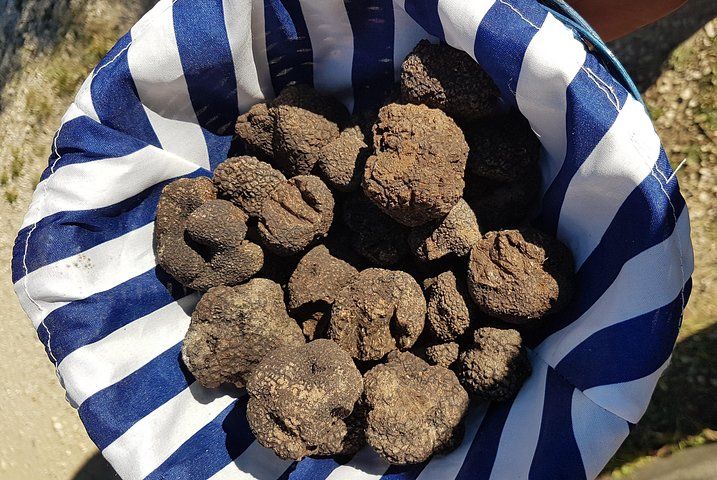 Discovery of Organs: exploration, fauna, flora, geology