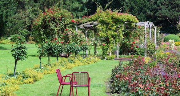 Photo of Rose Garden in Dortmund,Germany.