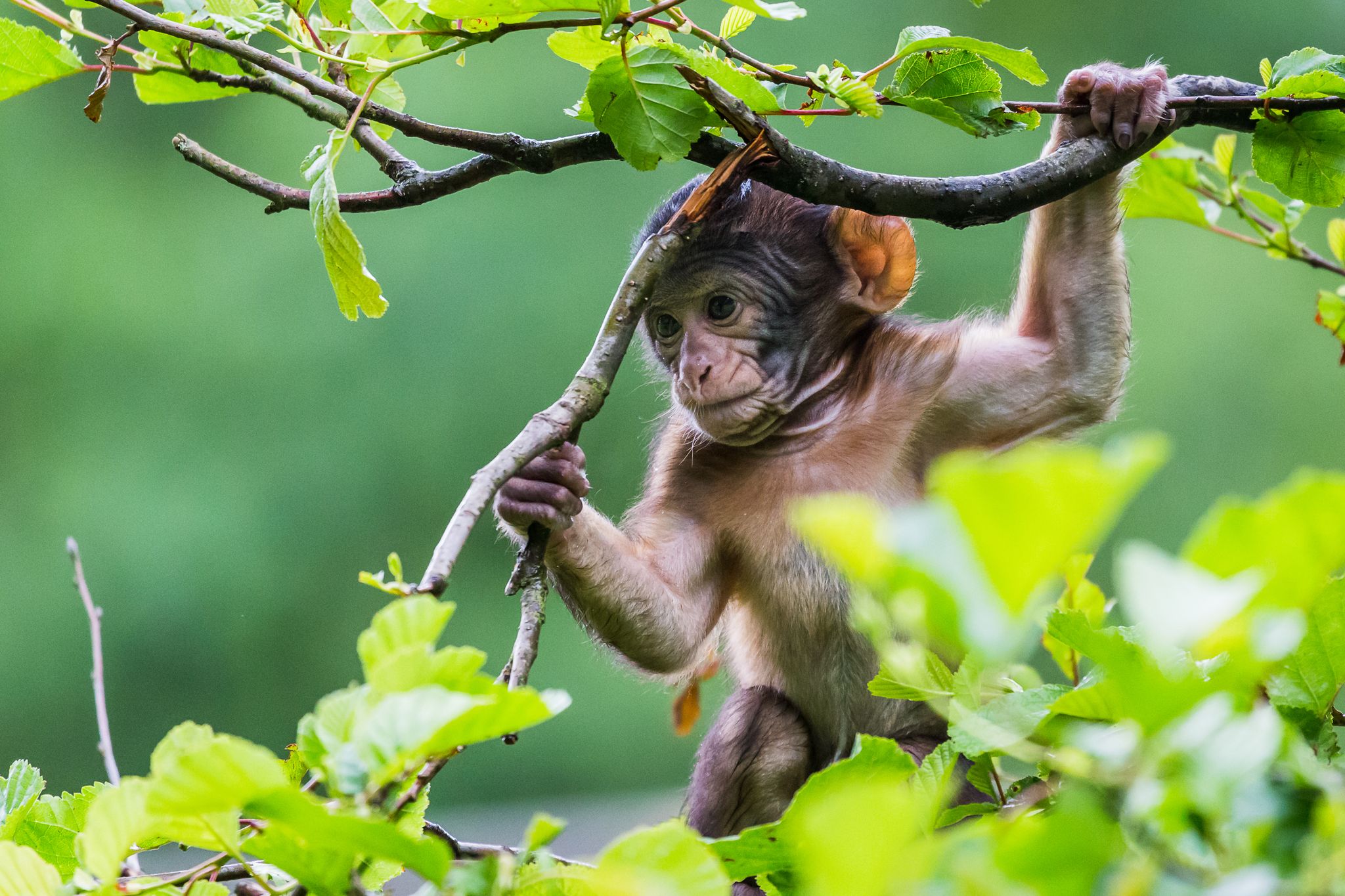Photo of tiny Barbary Macaque sitting on a tree at Monkey forest zoo, in Trentham, England.