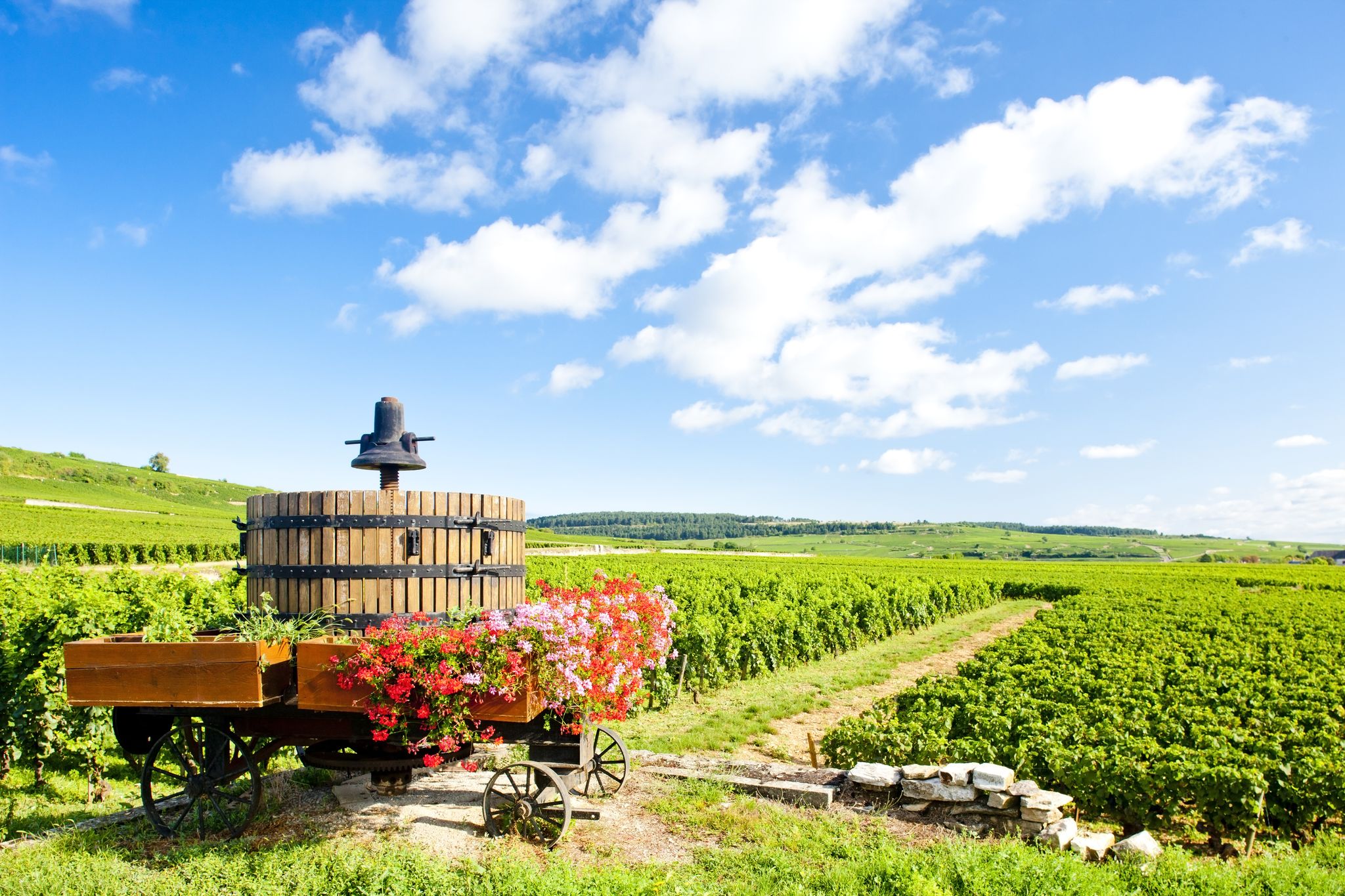 vineyards of Cote de Beaune near Pommard, Burgundy, France