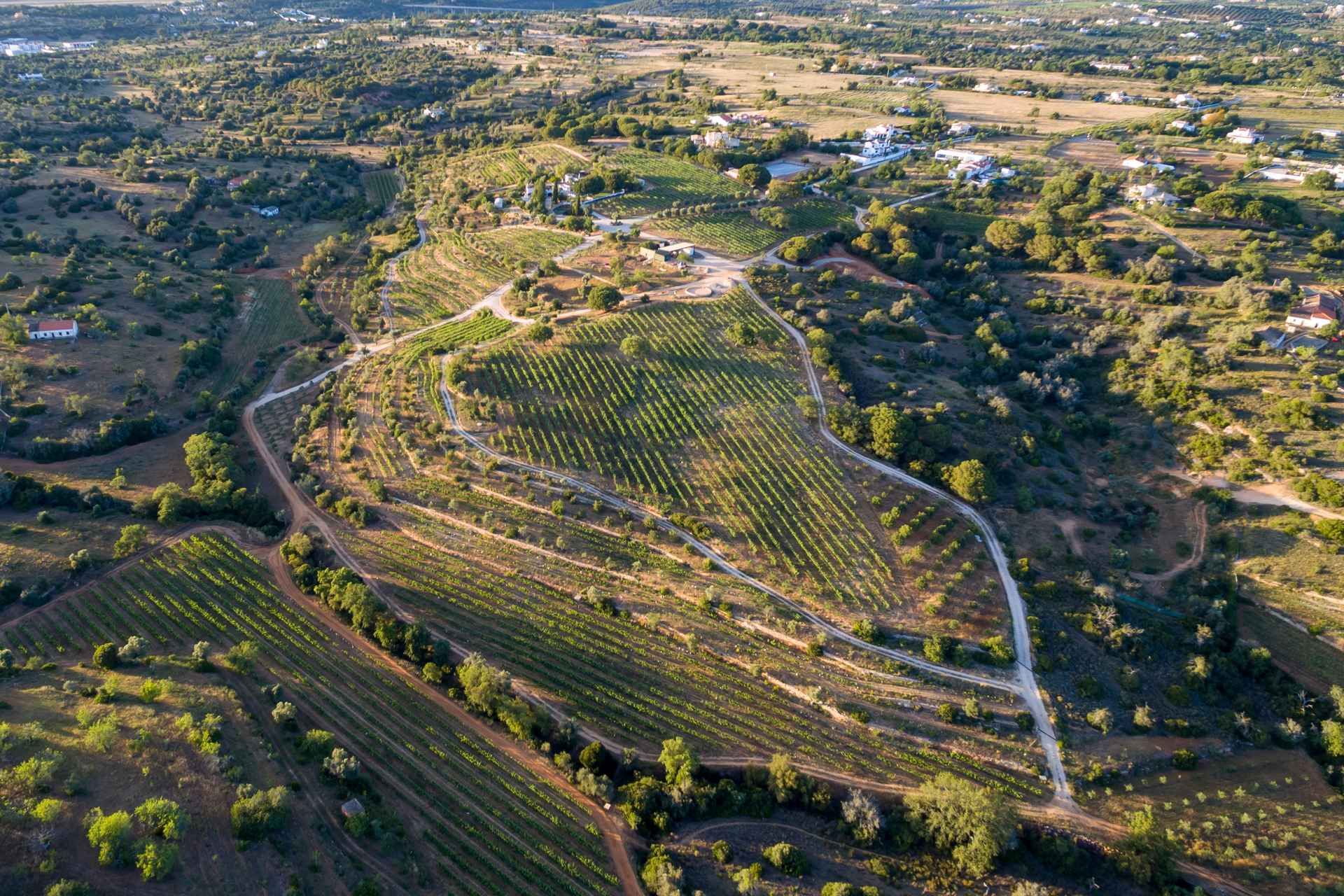 Porches: Algarve Vineyard Tour and Wine Tasting Experience