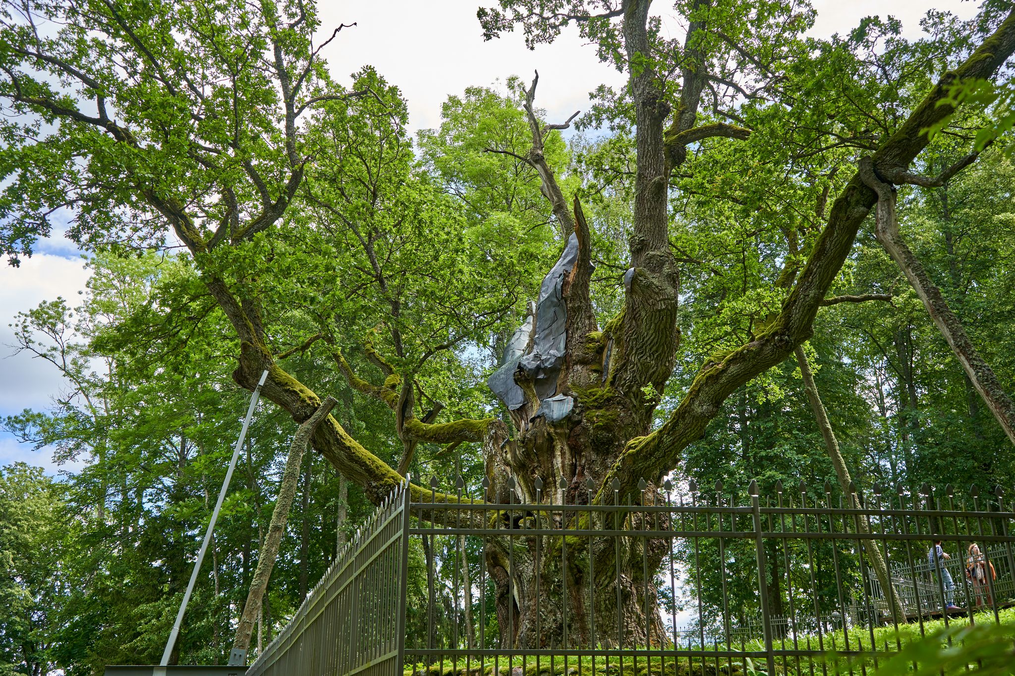Stelmužės ąžuolas. One of the oldest trees in Europe