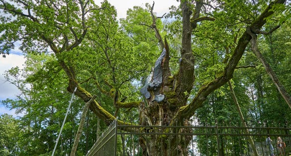 Stelmužės ąžuolas. One of the oldest trees in Europe