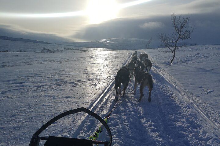 Privat sled trip with husky in the alta valley