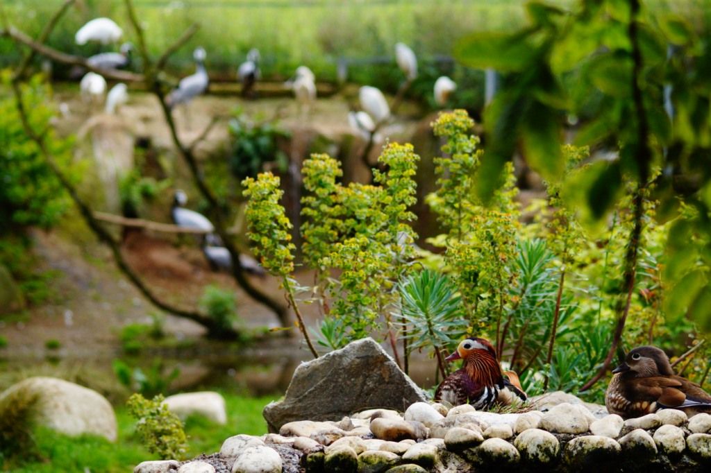 Zooparc de Trégomeur, Trégomeur, Guingamp, Côtes-d'Armor, Brittany, Metropolitan France, France