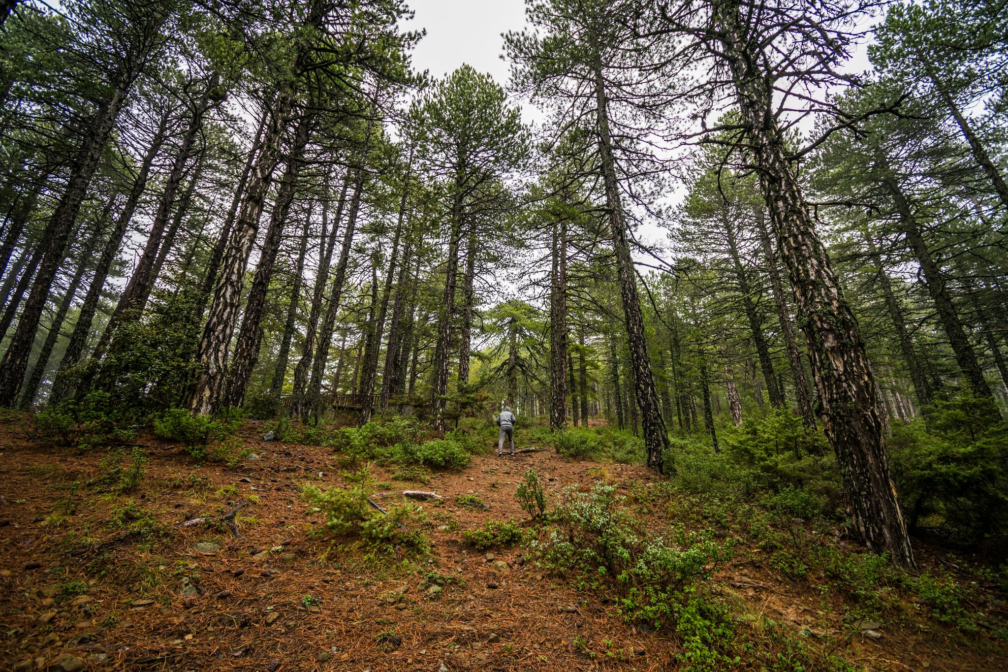 Photo of beautiful green forest in Cyprus, close to Mount Olympus, Troodos, huge pine trees.