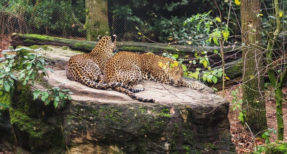 Photo of two Sri Lanka panthers rest on a large boulder in Burgers' Zoo in The Netherlands.