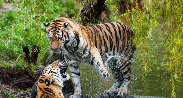 Photo of two tigers playfighting at the edge of a pond in Safari Park Beekse Bergen, in Netherlands.