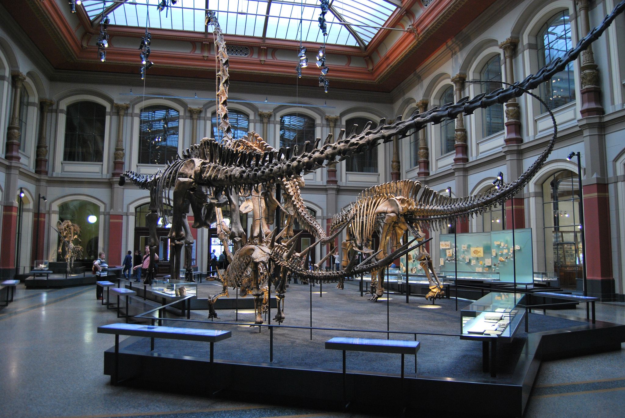 The Dinosaur hall, reverse view. Kentrosaurus in the foreground, Diplodocus, Giraffatitan and Dicraeosaurus from left to right in the back.