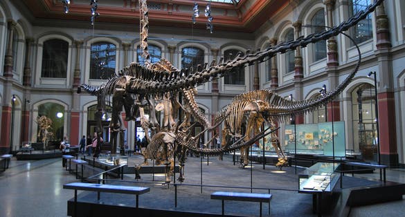 The Dinosaur hall, reverse view. Kentrosaurus in the foreground, Diplodocus, Giraffatitan and Dicraeosaurus from left to right in the back.