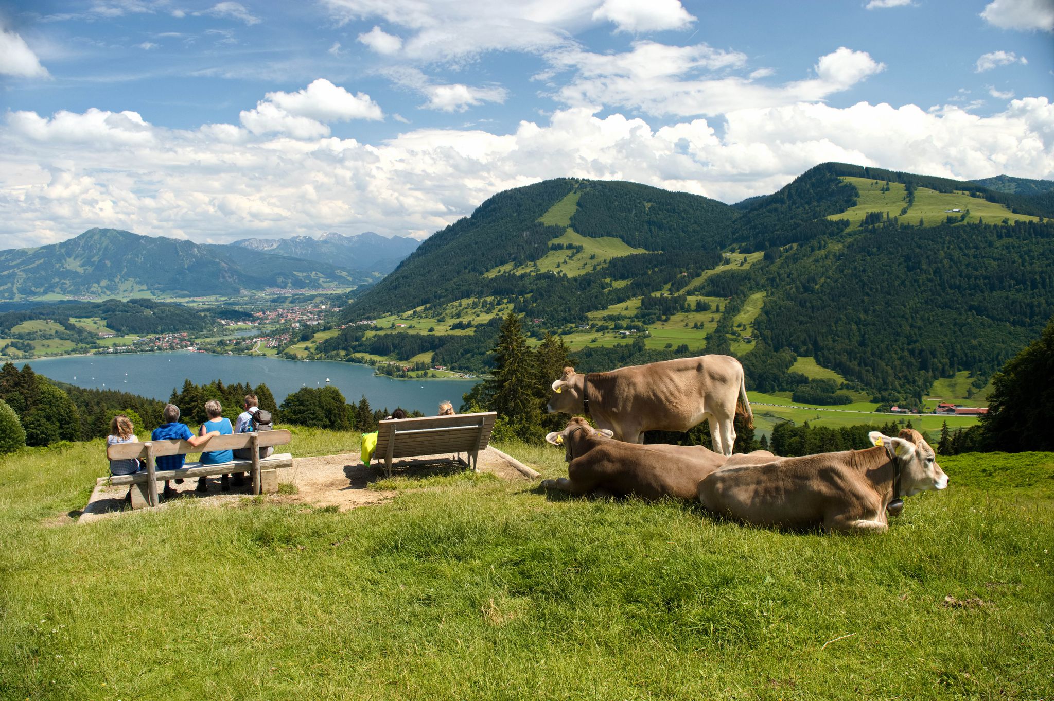 Photo of Hikers and cattle enjoy the view to the popular Alpsee lake and to the Oberstdorf Alps in the Allgäu, Bavaria.