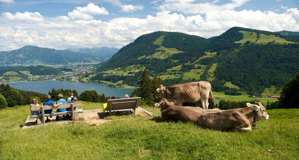 Photo of Hikers and cattle enjoy the view to the popular Alpsee lake and to the Oberstdorf Alps in the Allgäu, Bavaria.
