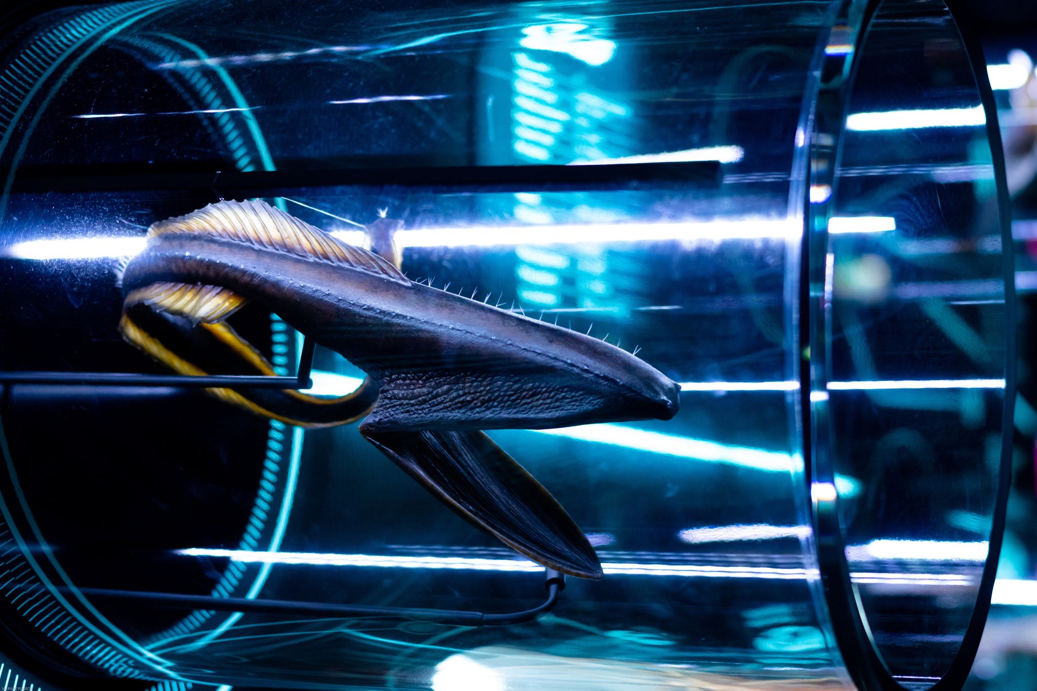 A closeup shot of an extraordinary fish, sea creature in a laboratory