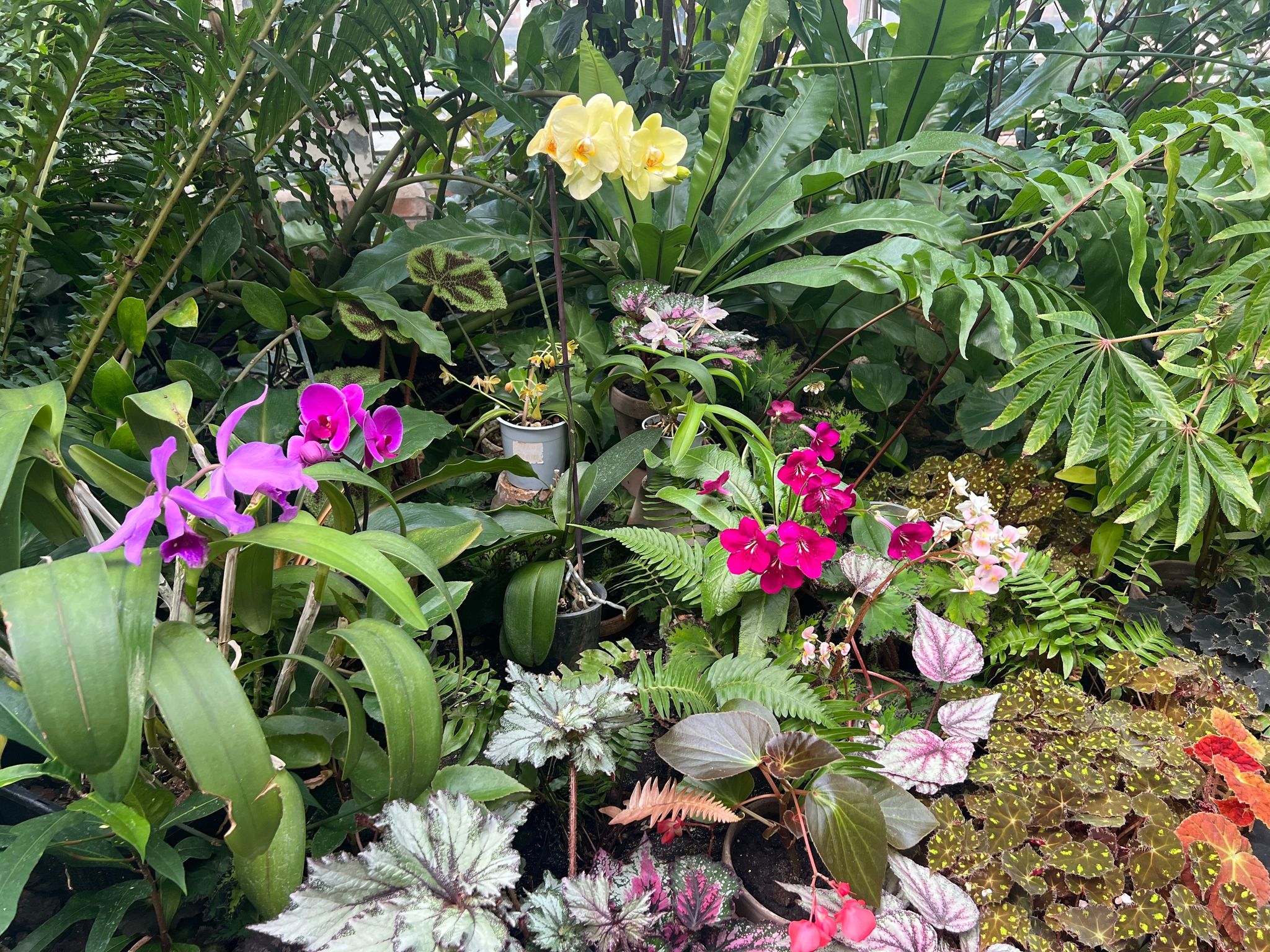 Flowers at Poznań palm house