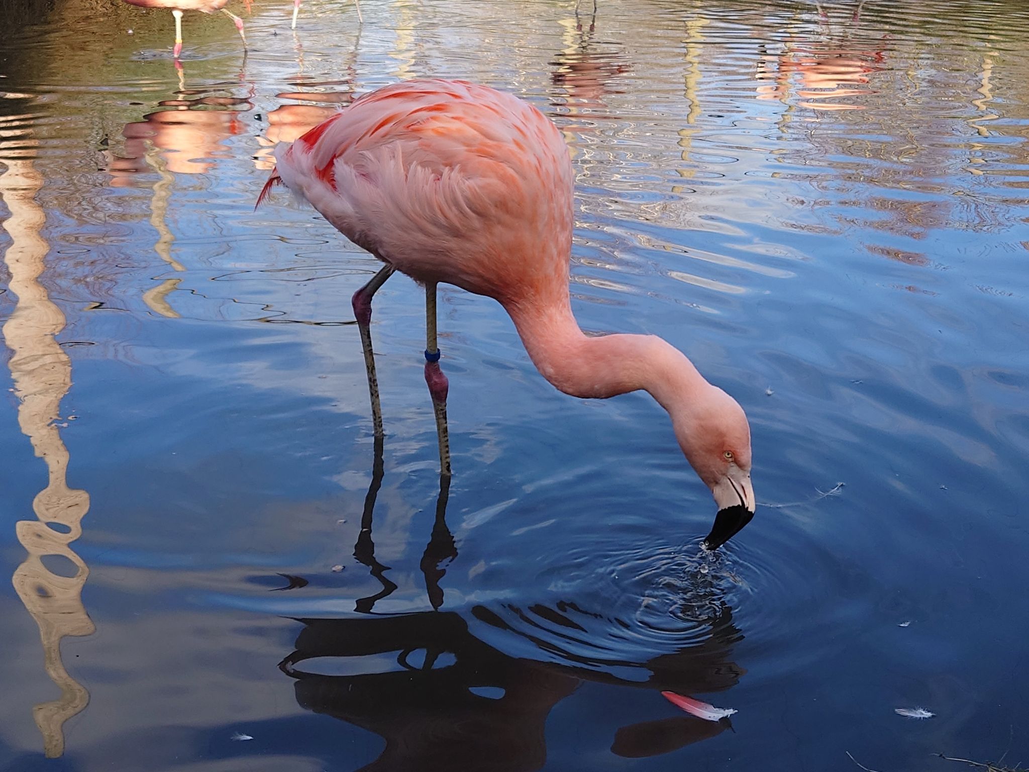 Photo of beautiful view of Flamingo at Wingham Wildlife Park, UK.