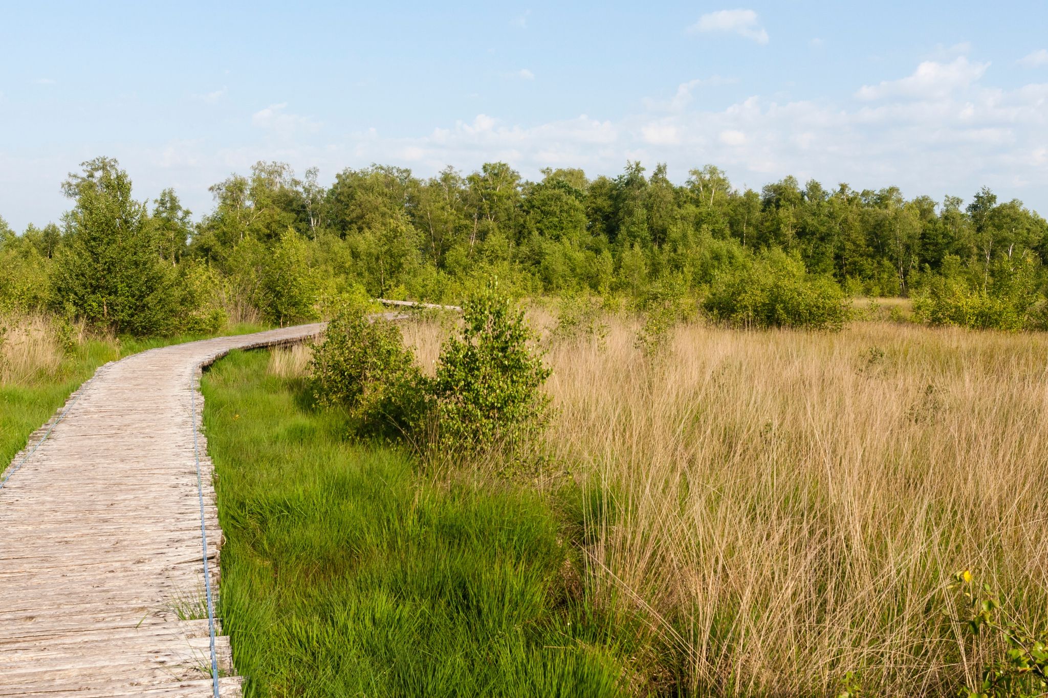 photo of boardwalk at National Park De Groote Peel in Asten, the Netherlands.