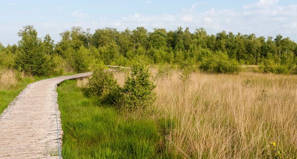 photo of boardwalk at National Park De Groote Peel in Asten, the Netherlands.