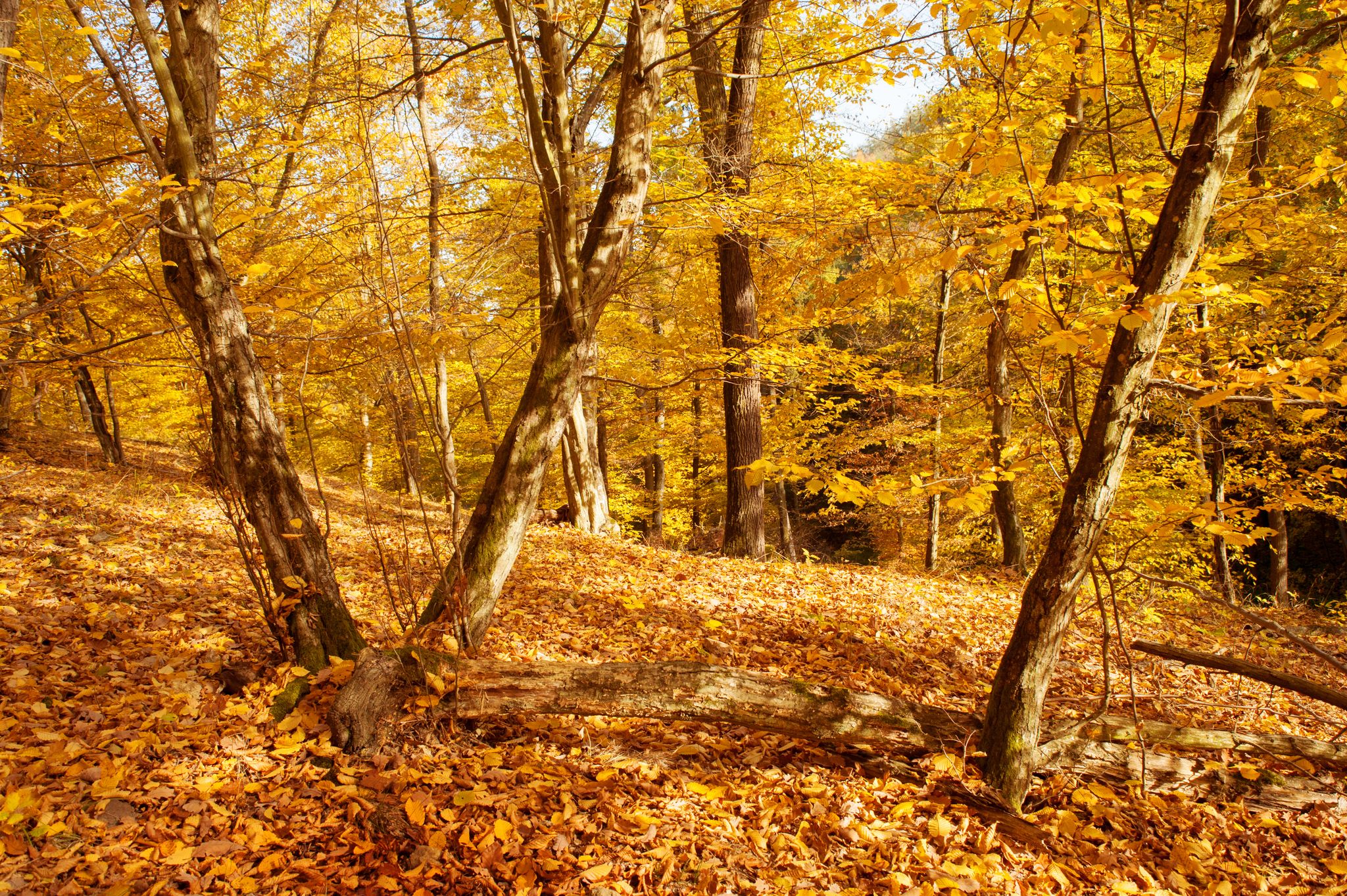 Photo of Golden Hornbeam trees in autumnal forest on a sunny day in Marianske Udoli ,Brno, Czech Republic.