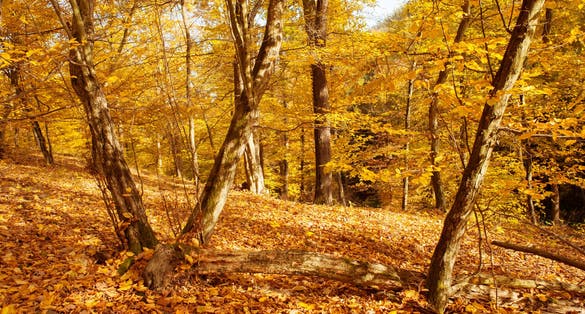Photo of Golden Hornbeam trees in autumnal forest on a sunny day in Marianske Udoli ,Brno, Czech Republic.
