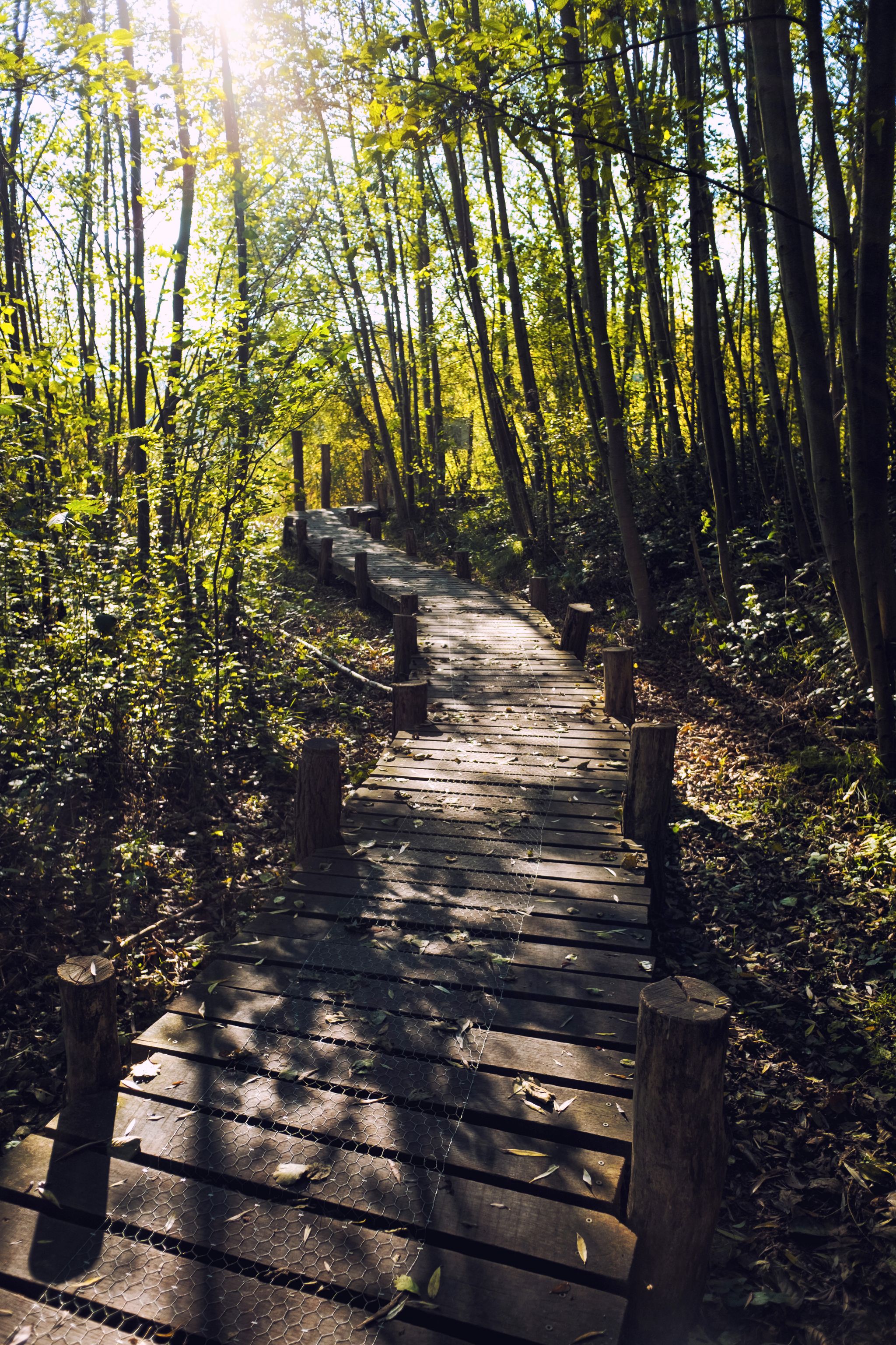 Walking trail in the nature reserve Haff Reimech leading to ornithology center Biodiversum in Remerschen near Schengen, Luxembourg. Nature and bird protection concept.
