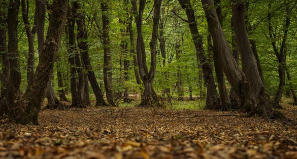 Photo of The Hoia haunted forest in the summer ,Romania .
