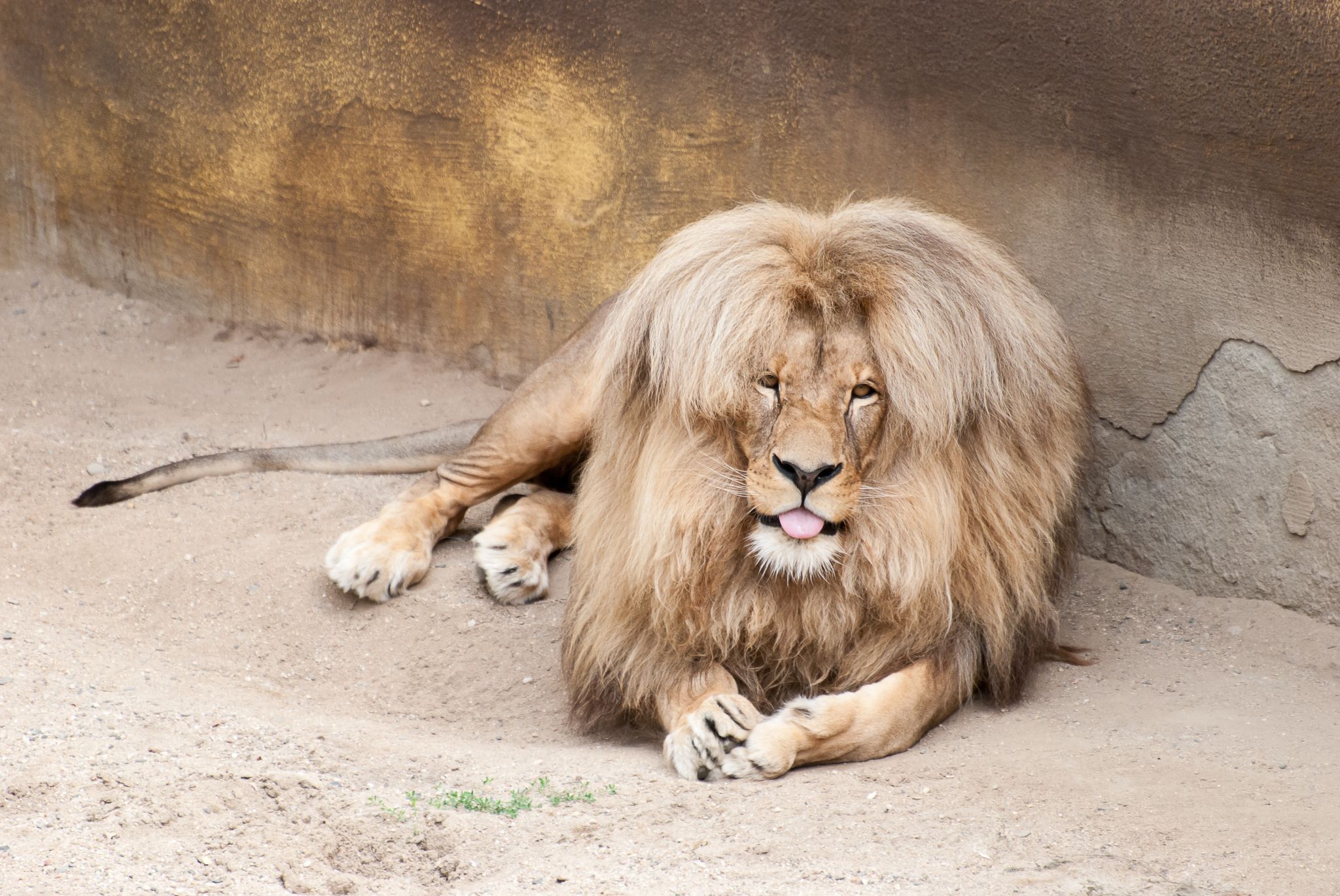 Photo of lion in Ústí nad Labem Zoo, Czechia.