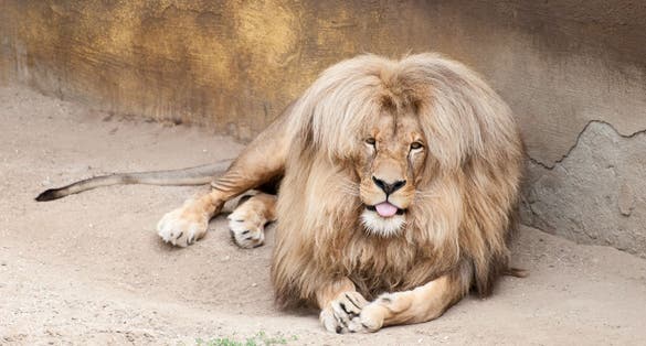 Photo of lion in Ústí nad Labem Zoo, Czechia.