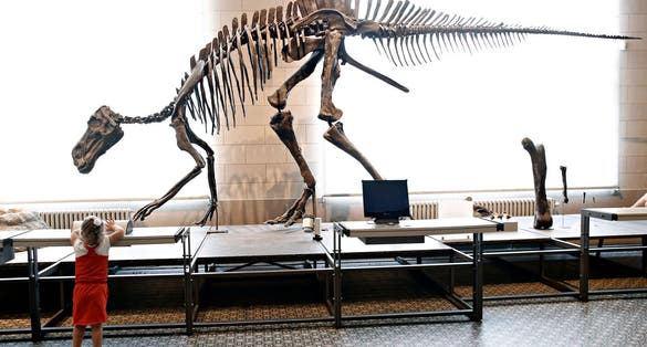 Photo of people watch a dinosaur fossil during their visit to the Museum of Natural Sciences of Belgium in Brussels.