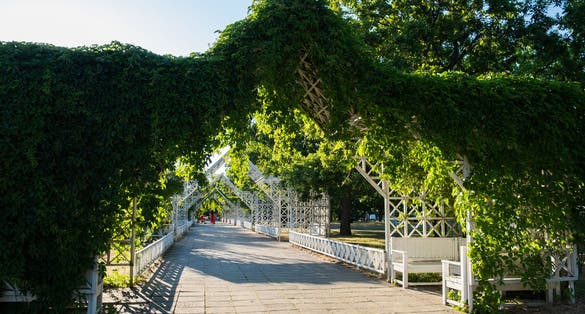 Photo of beautiful and unique pergola covered with green vines in Pärnu Rannapark in summer.
