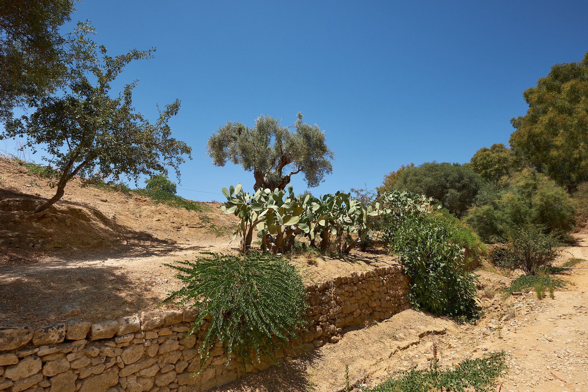 Kolymbethra Gardens, or Jardino della Kolymbethra. magnificent green garden in the heart of the Valley of Temples, Sicily, Italy. Stone wall, lush vegetation with exotic plants. Selective focus.