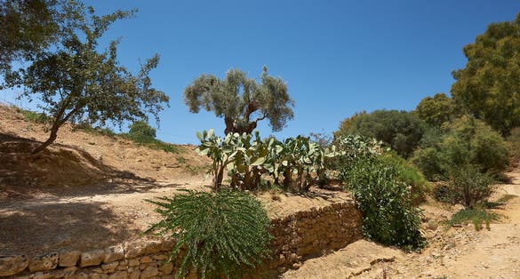 Kolymbethra Gardens, or Jardino della Kolymbethra. magnificent green garden in the heart of the Valley of Temples, Sicily, Italy. Stone wall, lush vegetation with exotic plants. Selective focus.