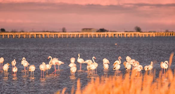 Photo of Group of flamingos at sunset in Delta de Ebro natural park, Tarragona, Catalonia, Spain .