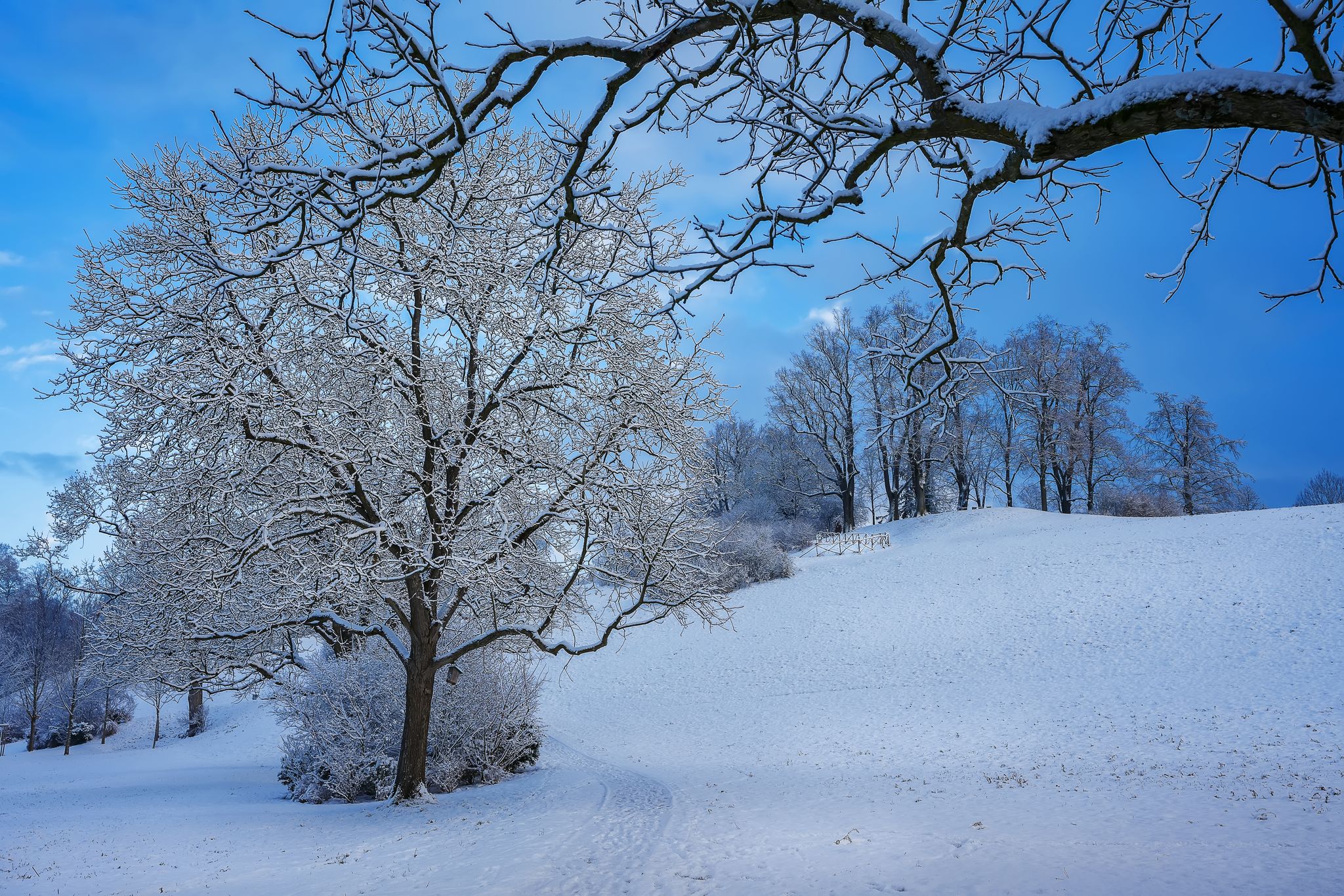 photo of winter snowy morning in Elfenau park in Bern, Switzerland.
